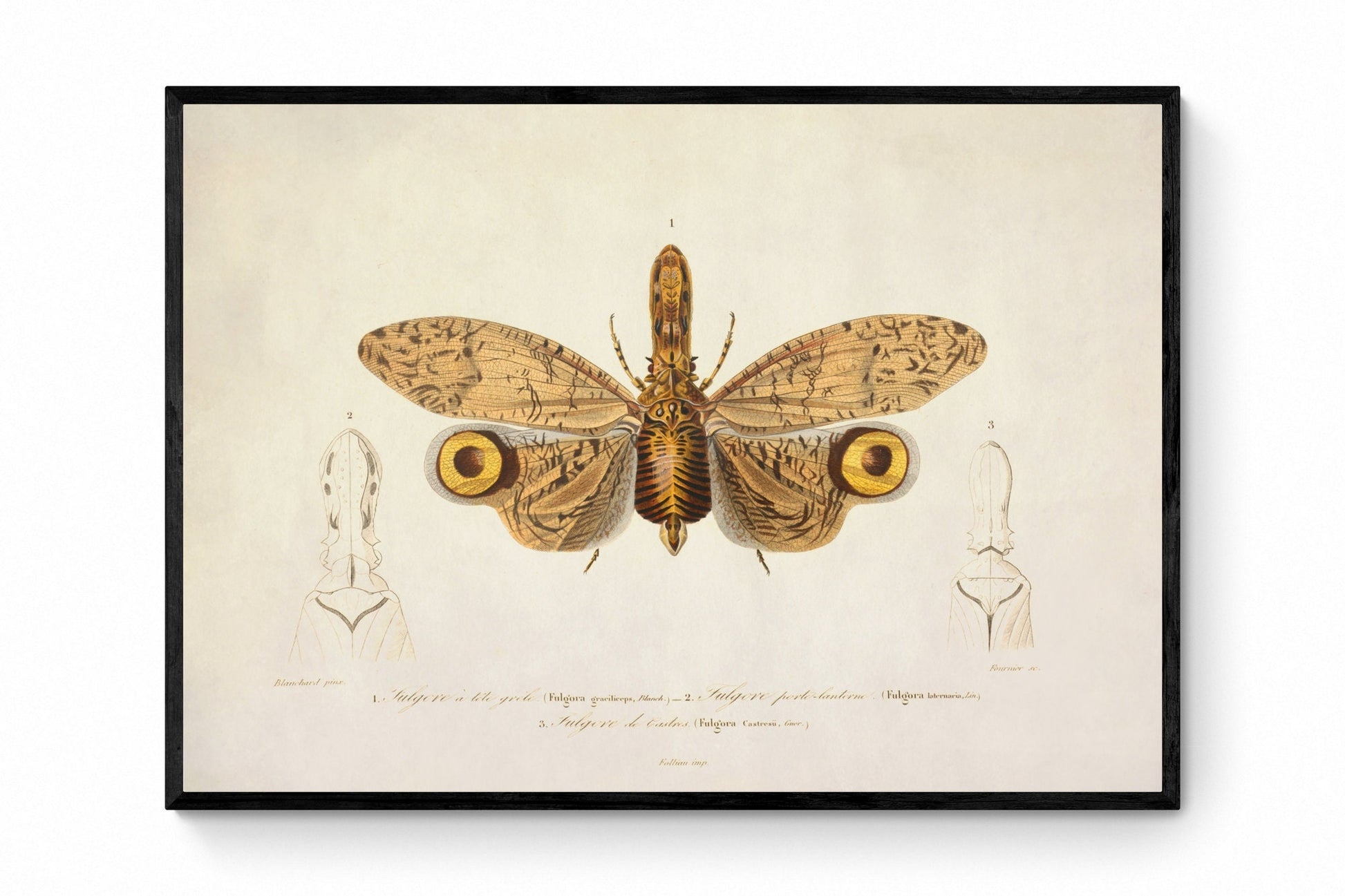 Fulgora Graciliceps Print - Antique Reproduction - Insect Art - Planthopper - Entomology - Natural History - Available Framed