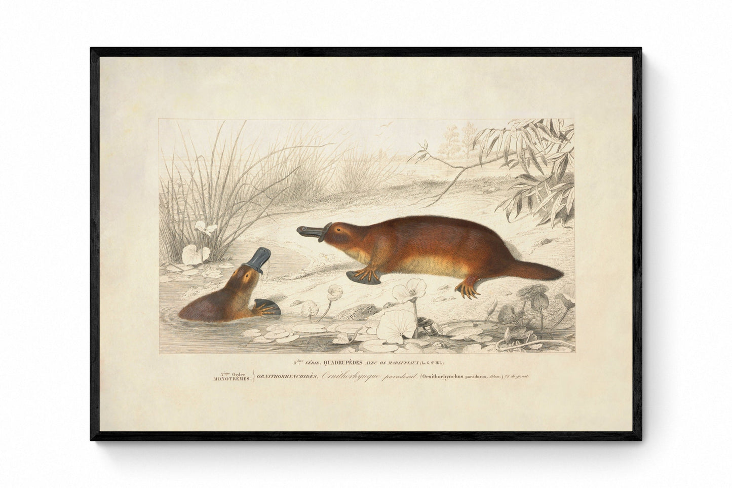 Duck-Billed Platypus Print - Antique Reproduction - Wildlife Wall Decor - Natural History - Available Framed