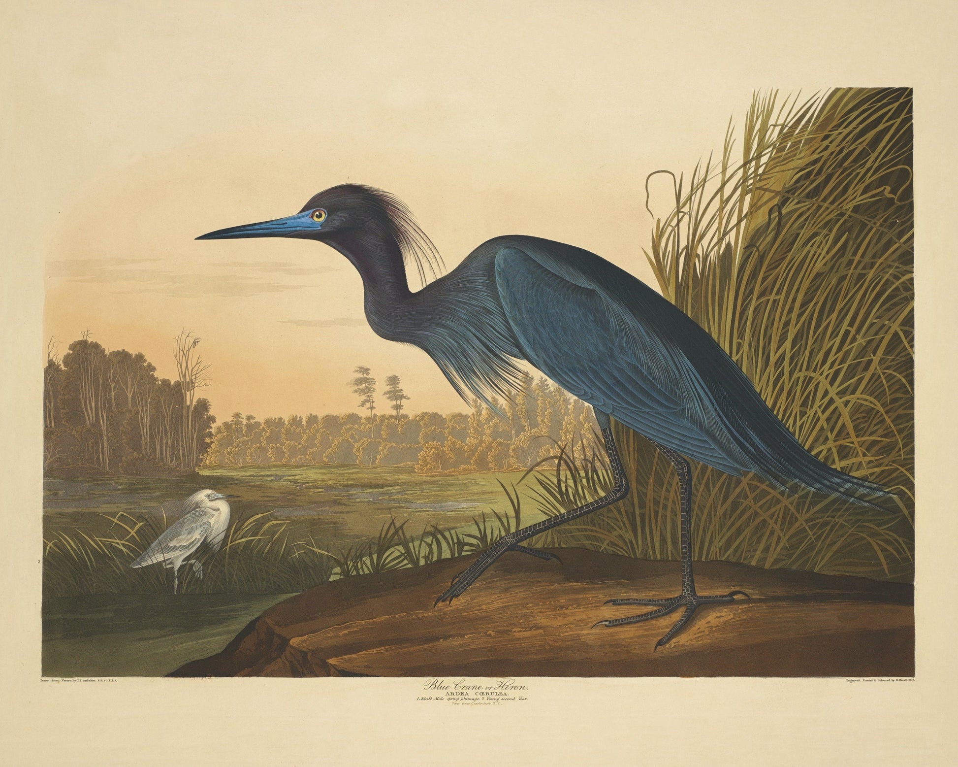 Blue Crane or Heron Print - Antique Art Reproduction - Country Decor - Ornithology - Bird Art - Available Framed