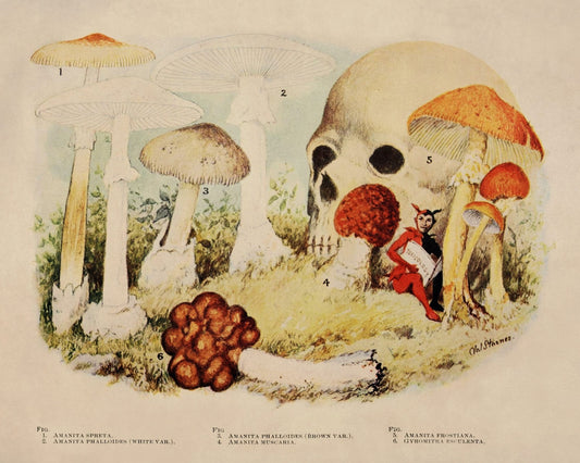 Poisonous Mushrooms Print - Antique Reproduction - Fungi - Toadstool - Available Framed