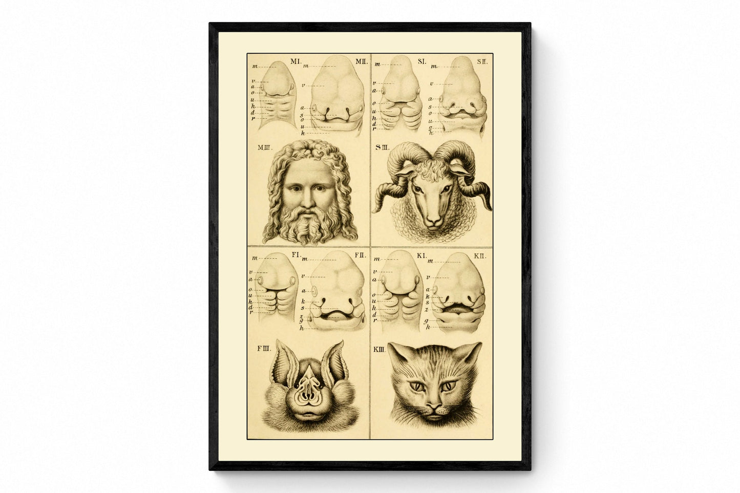 Development of the Face (Man Bat Cat Sheep) Print - Antique Reproduction - Ernst Haeckel - Embryology - Available Framed