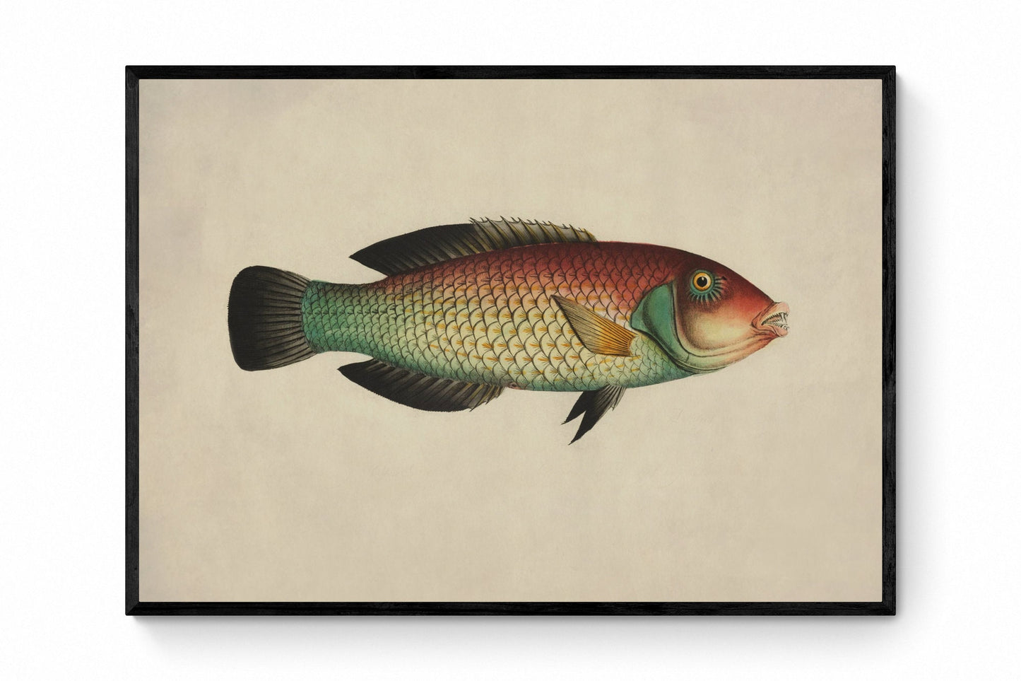 Labrus Melapterus - Blackeye Thicklip Wrasse Print - Antique Reproduction - Marine Wildlife - Fish Wall Art - Available Framed