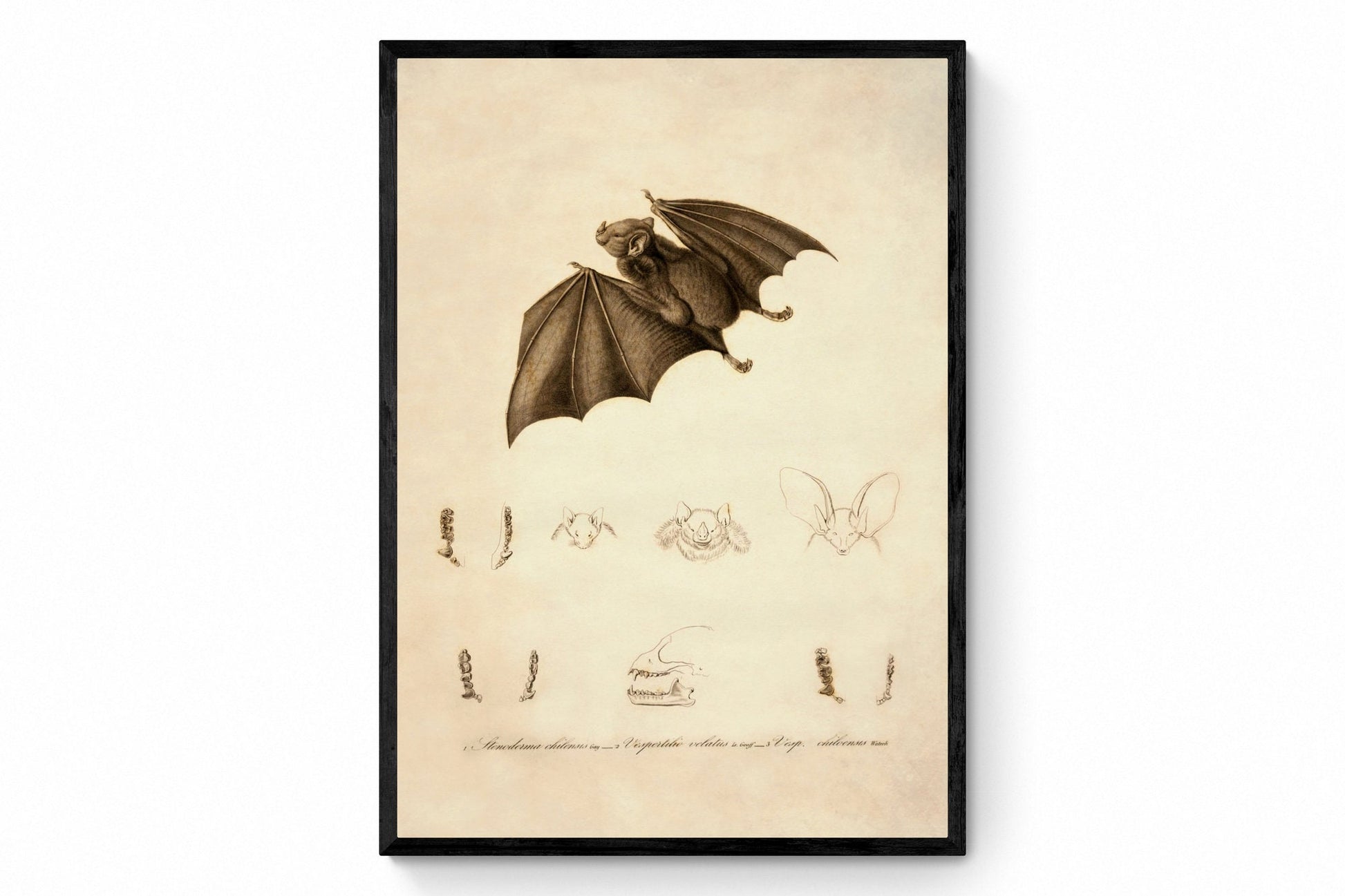 Red Fruit Bat Stenoderma Chilensis Print - Antique Reproduction - Available Framed