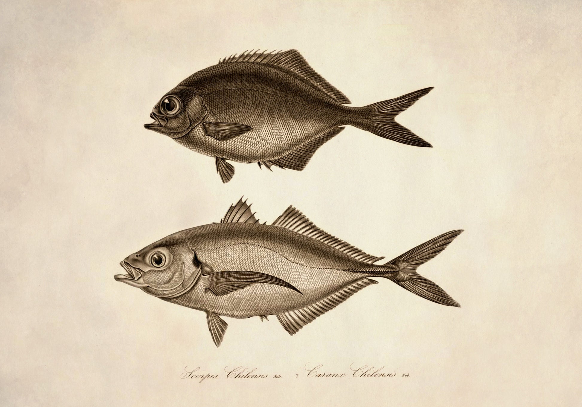 Scorpis Chilensis and Caranx Chilensis Print - Antique Reproduction - Marine Wildlife - Fish Wall Art - Ocean Wall Decor - Available Framed