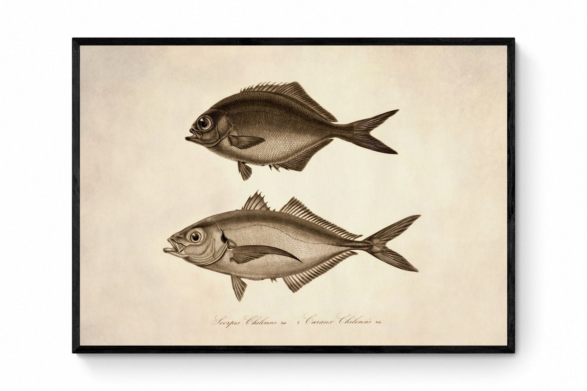 Scorpis Chilensis and Caranx Chilensis Print - Antique Reproduction - Marine Wildlife - Fish Wall Art - Ocean Wall Decor - Available Framed