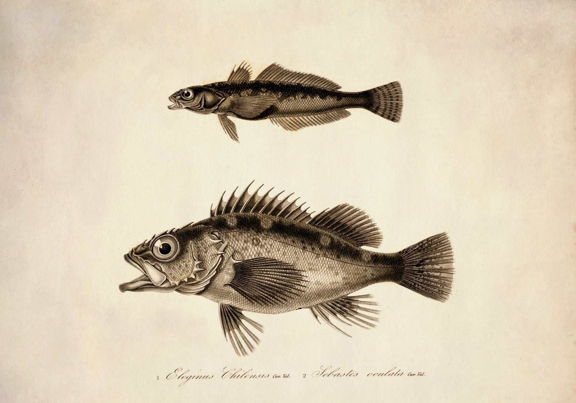 Eleginus Chilensis and Sebastes Oculata Print