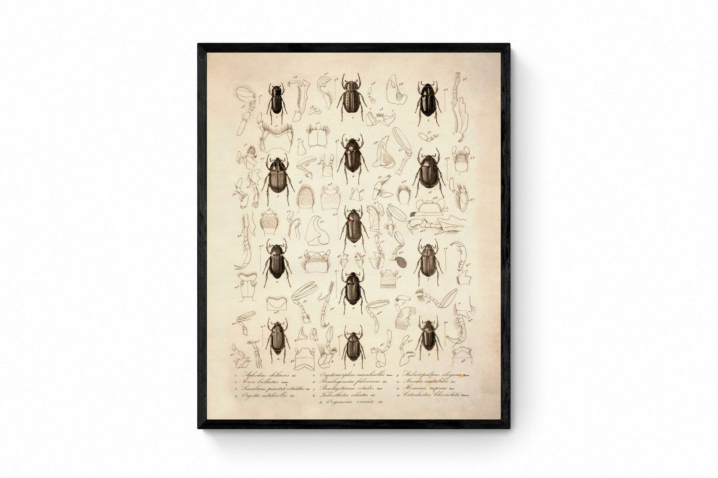 Beetles - Antique Reproduction