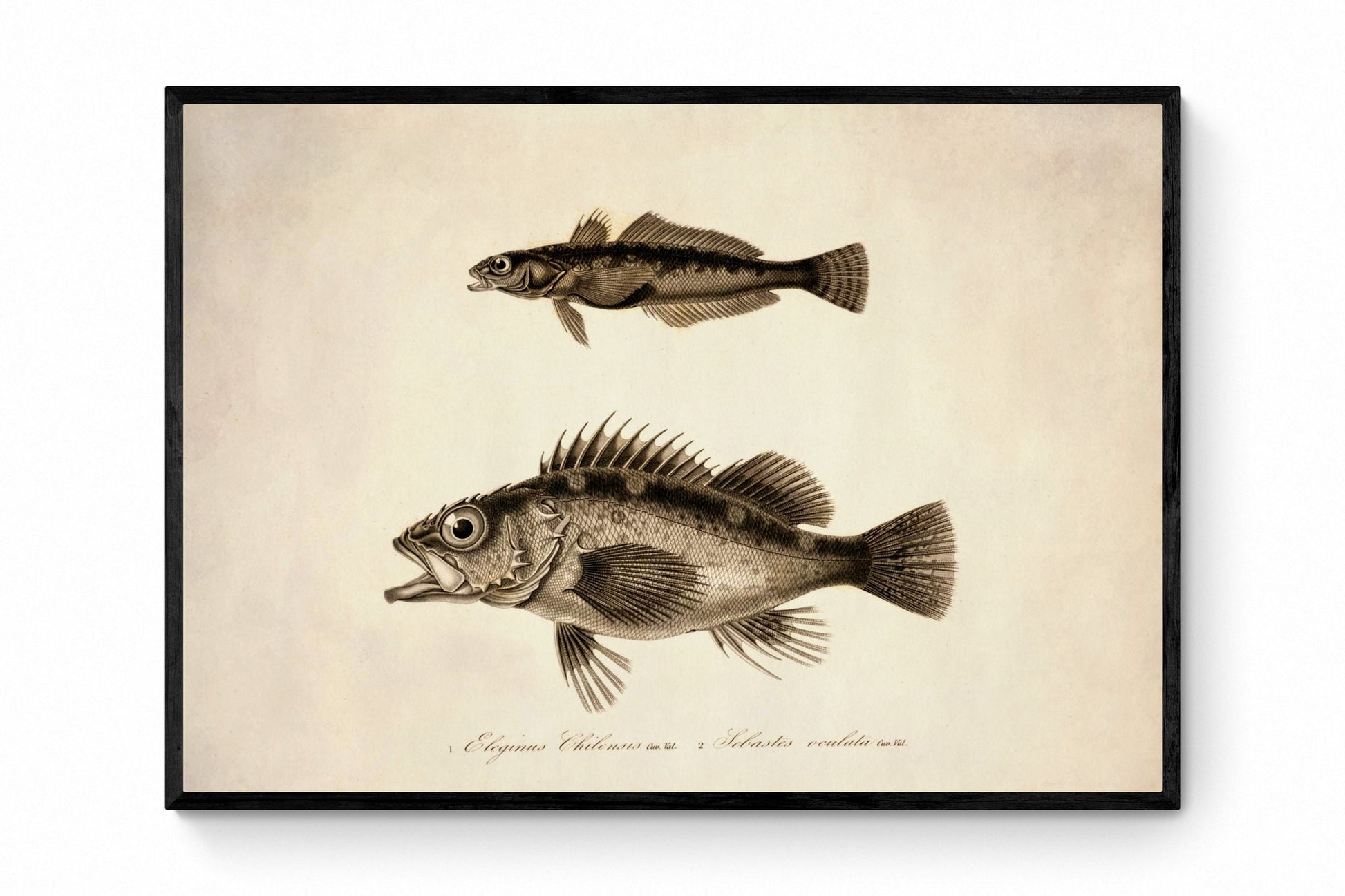 Eleginus Chilensis and Sebastes Oculata Print