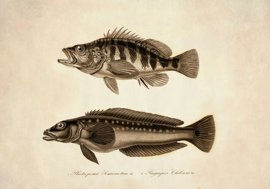 Plectropoma Semicinctum and Pinguipes Chilensis Print - Antique Reproduction - Marine Wildlife - Fish Wall Art - Available Framed