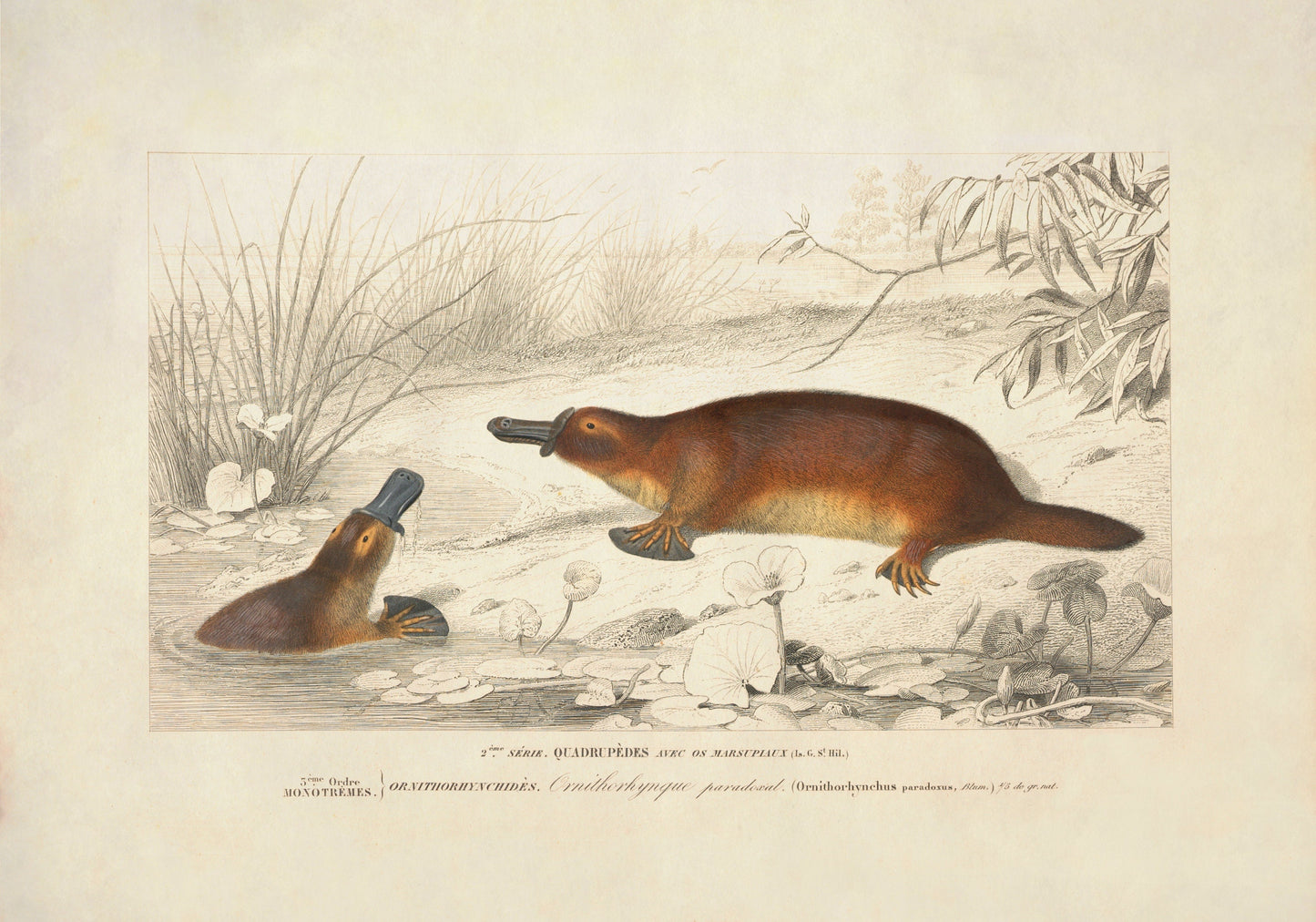 Duck-Billed Platypus Print - Antique Reproduction - Wildlife Wall Decor - Natural History - Available Framed