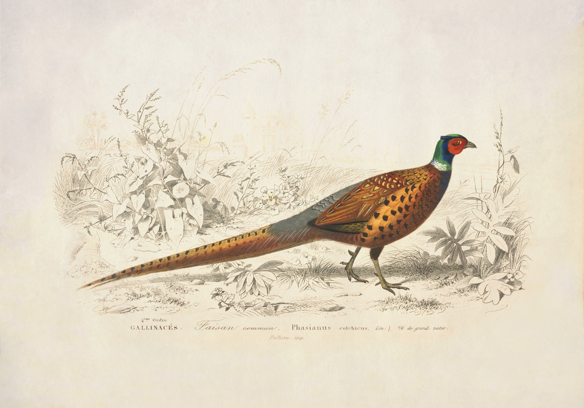 Ring-Necked Pheasant Print - Antique Reproduction - Ornithology - Bird Art - Wildlife Wall Decor - Natural History - Available Framed