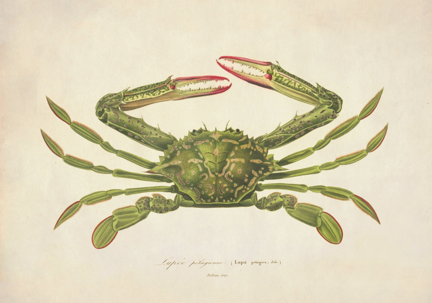 Lupa Pelagica Green Crab Print - Antique Reproduction - Crustacean - Ocean Wildlife - Available Framed