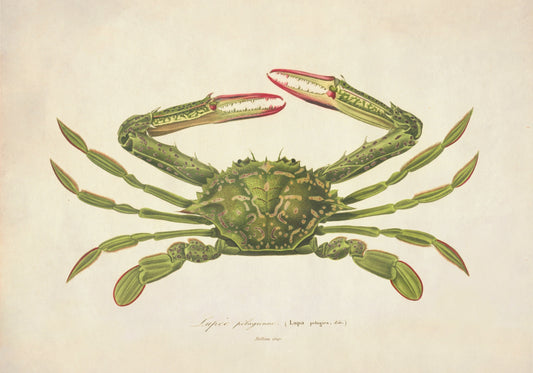 Lupa Pelagica Green Crab Print - Antique Reproduction - Crustacean - Ocean Wildlife - Available Framed