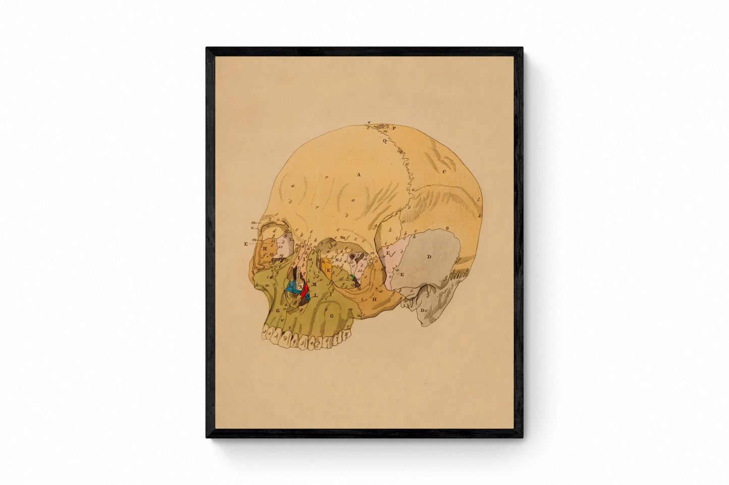 Skull Print 2 - Osteology - Antique Reproduction - Science - Anatomy - Medical Decor - Available Framed