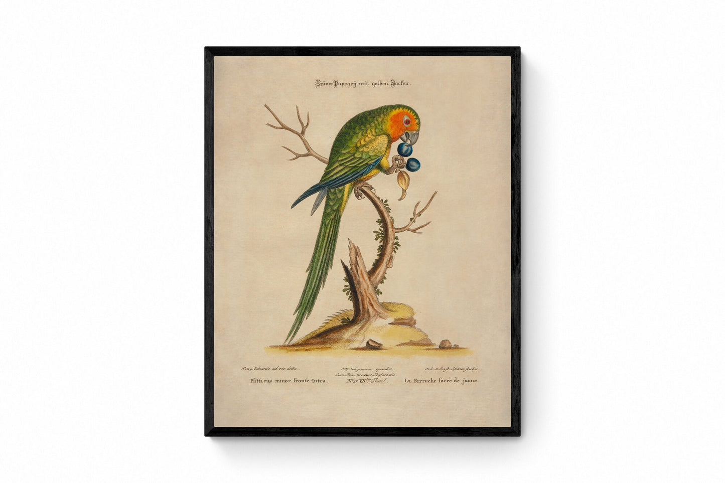 Green Parrot Print - Antique Reproduction - Ornithology - Bird Art - Available Framed