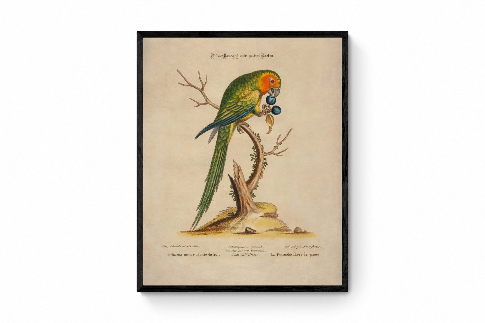 Green Parrot Print - Antique Reproduction - Ornithology - Bird Art - Available Framed