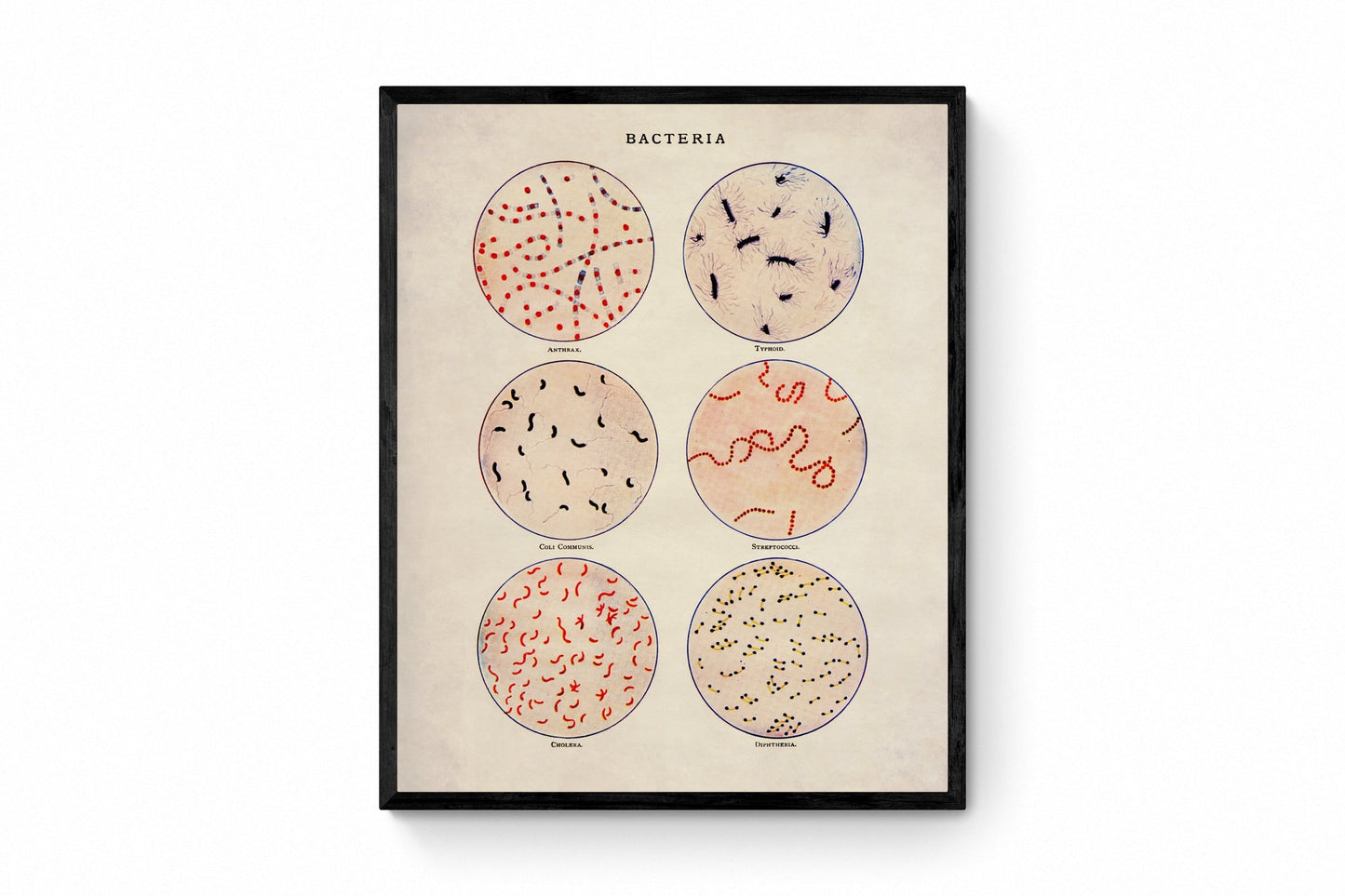 Bacteria - Antique Reproduction - Scientist Gift - Microbiology - Microscope - Science Decor - Biology Poster - Available Framed