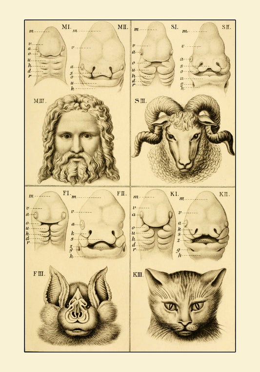 Development of the Face (Man Bat Cat Sheep) Print - Antique Reproduction - Ernst Haeckel - Embryology - Available Framed