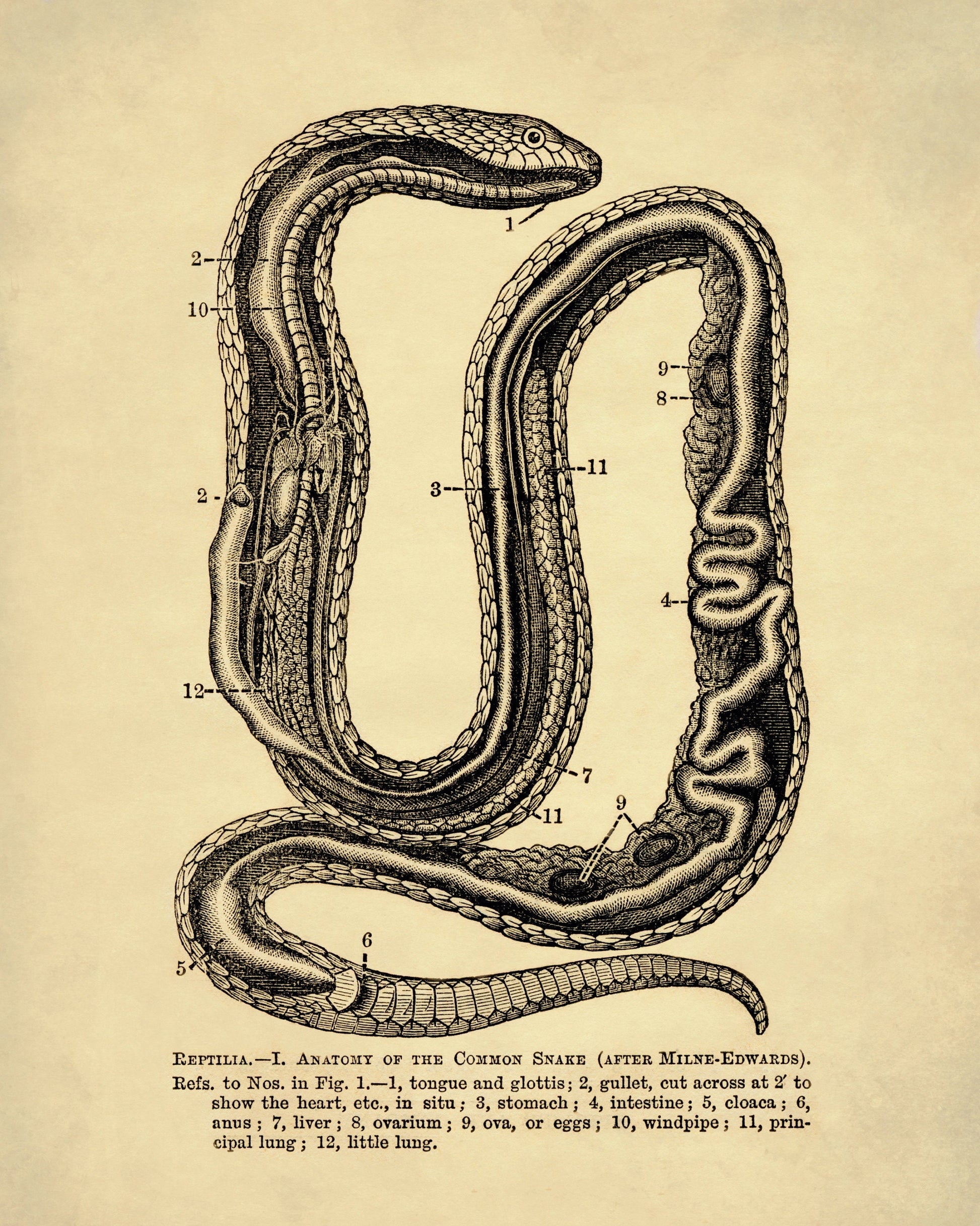 Snake Anatomy - Antique Reproduction - Herpetology - Dissection - Science - Reptile Art - Available Framed