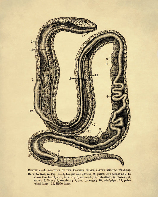 Snake Anatomy - Antique Reproduction - Herpetology - Dissection - Science - Reptile Art - Available Framed