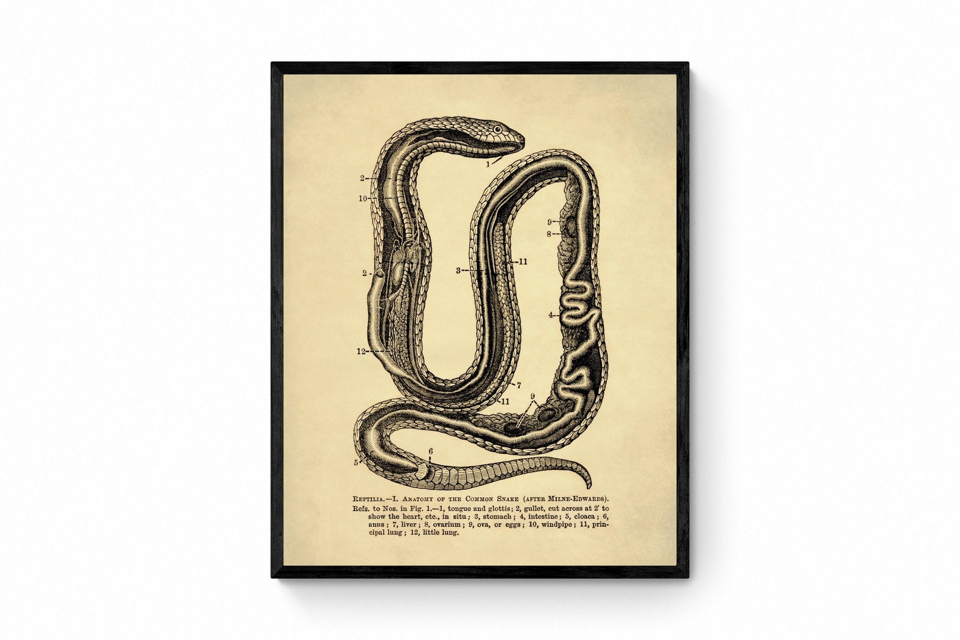 Snake Anatomy - Antique Reproduction - Herpetology - Dissection - Science - Reptile Art - Available Framed