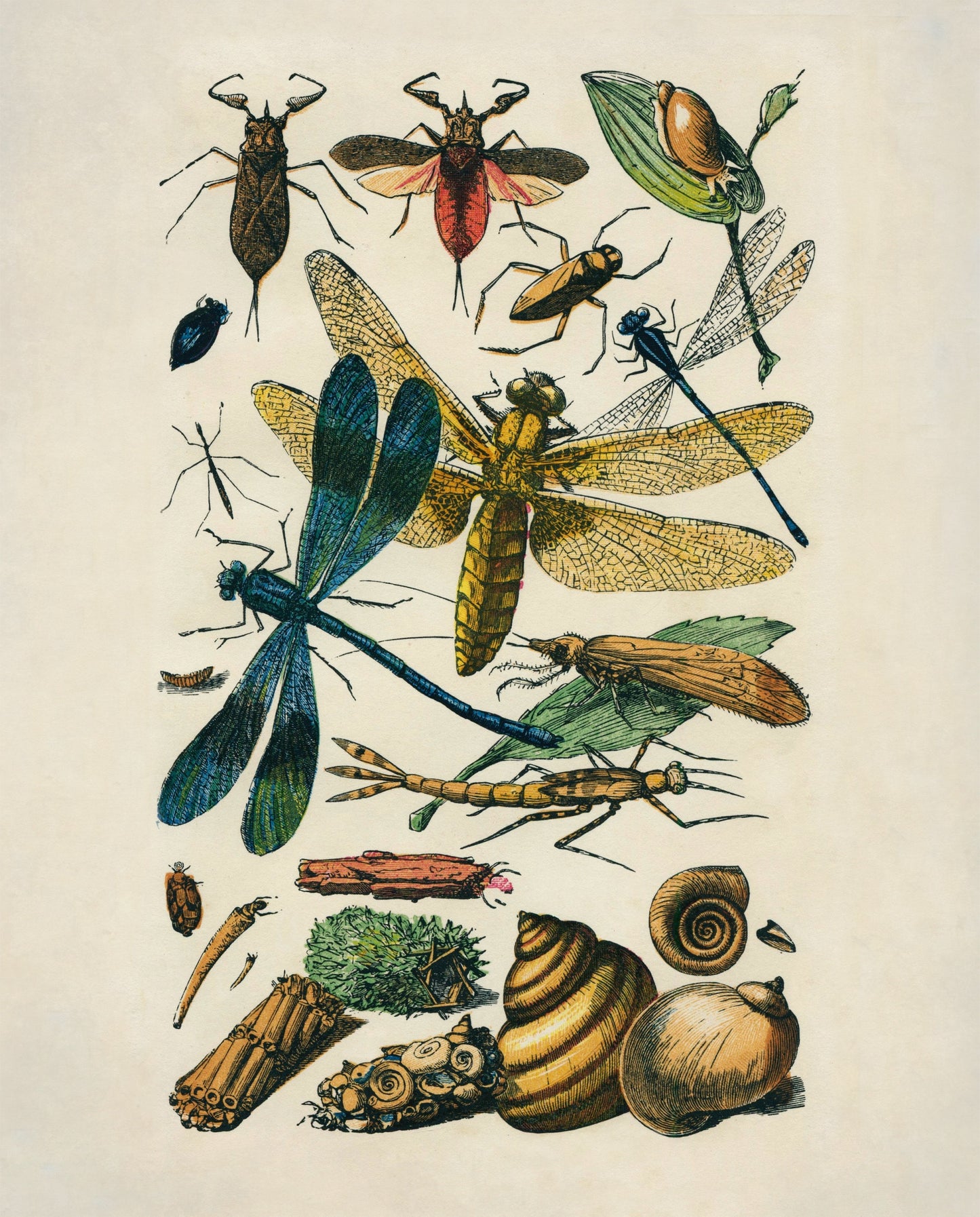 Entomology Print - Antique Reproduction - Dragonfly - Damselfly - Snail - Beetle - Fly - Insect Art - Available Framed