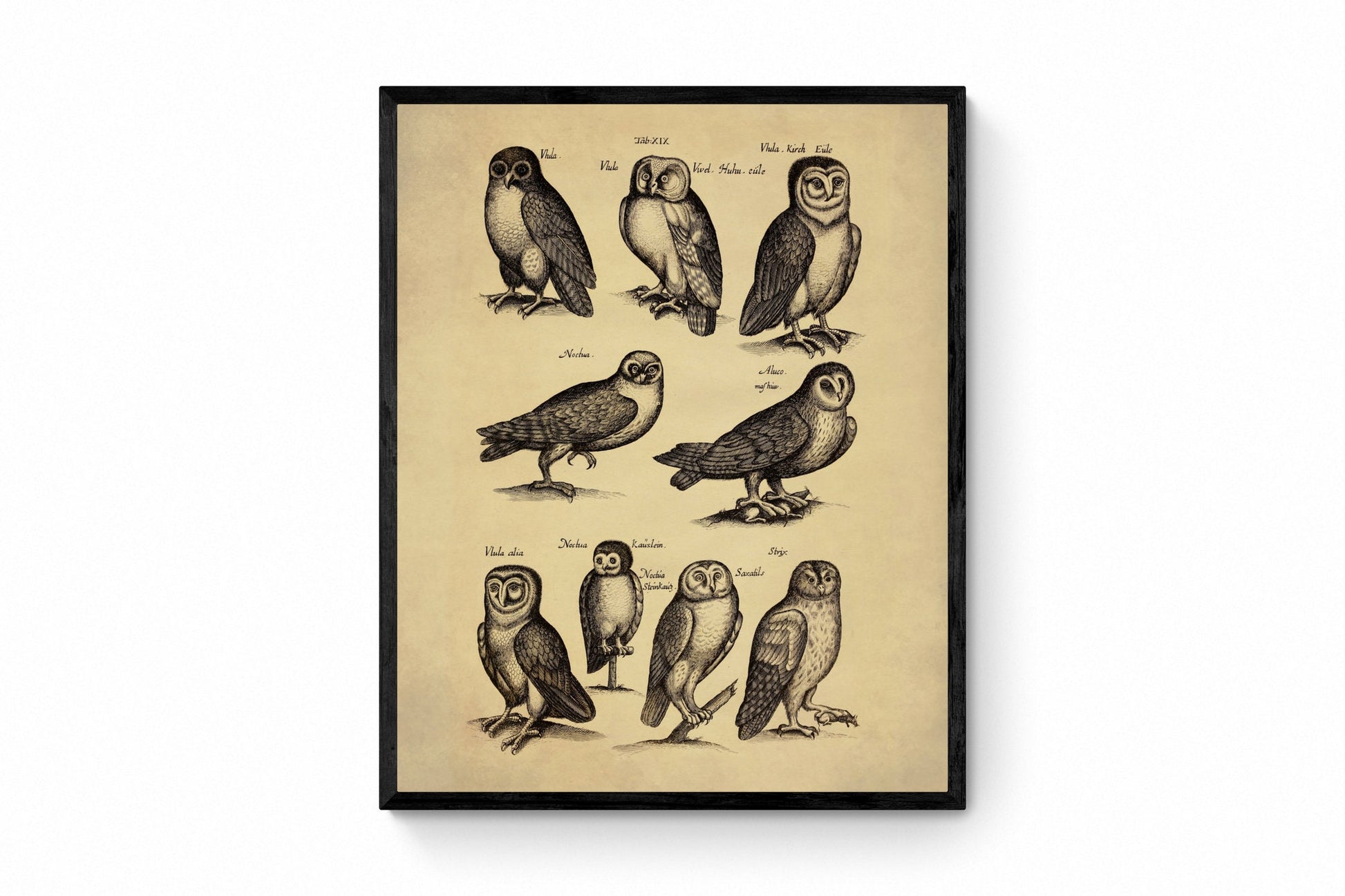 Owls Print dated 1650 - Antique Reproduction - Ornithology - Vintage Bird Art - Available Framed