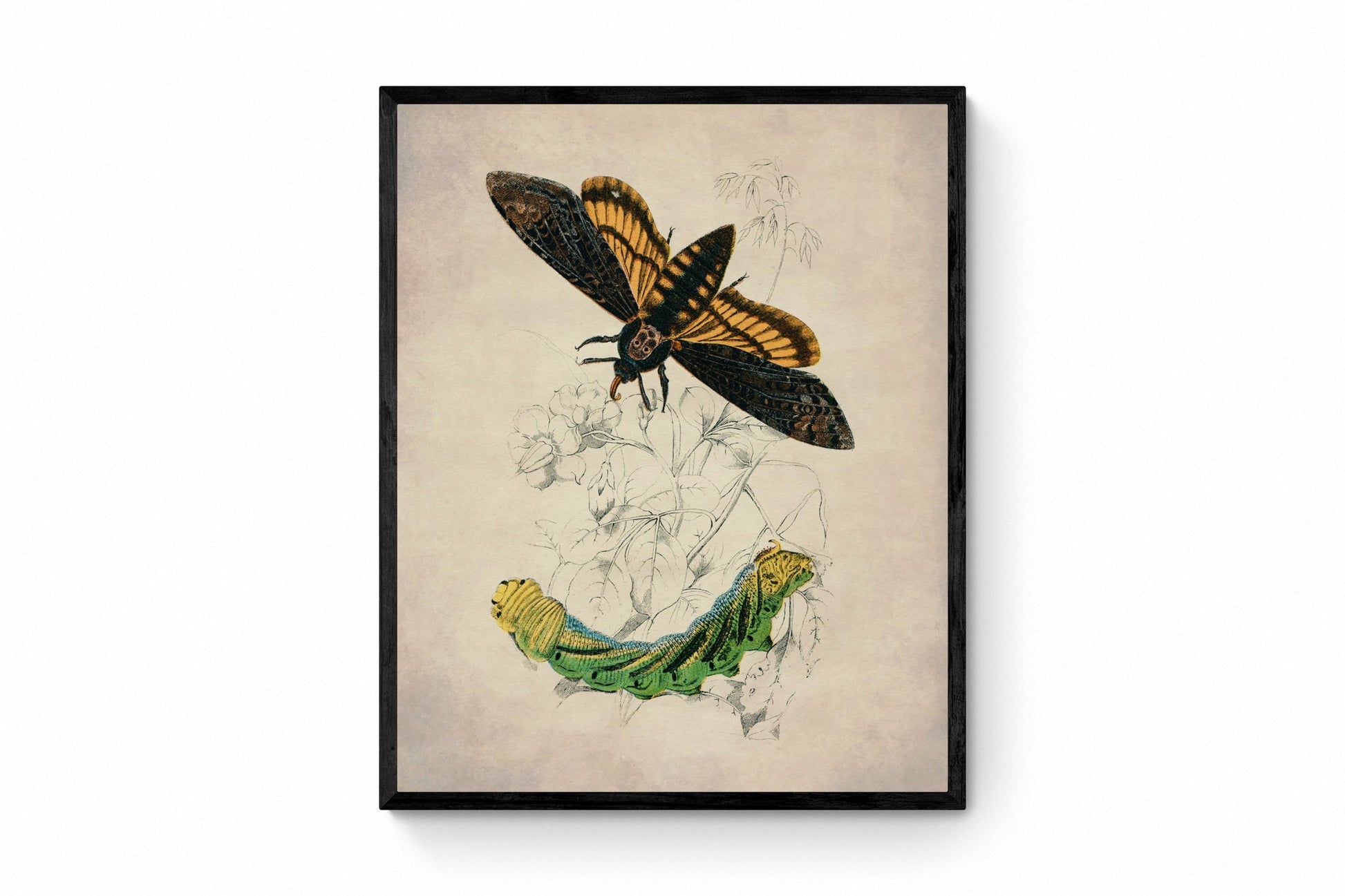 Death's Head Hawkmoth and Caterpillar Print - Antique Reproduction - Insect Art - Available Framed