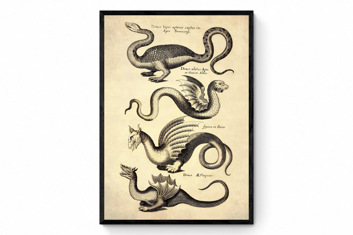 Dragons Print dated 1650 - Antique Reproduction - Mythological Creature - Vintage Art - Available Framed