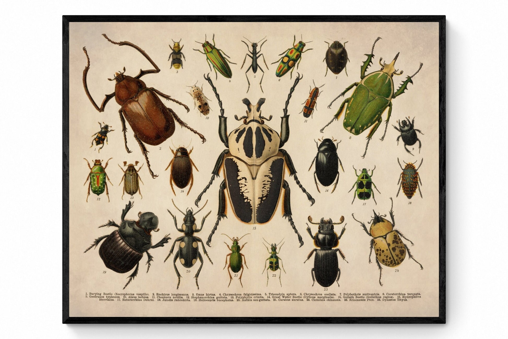 Beetles - Antique Reproduction - Entomology - Coleoptera - Insect Art - Natural History - Available Framed