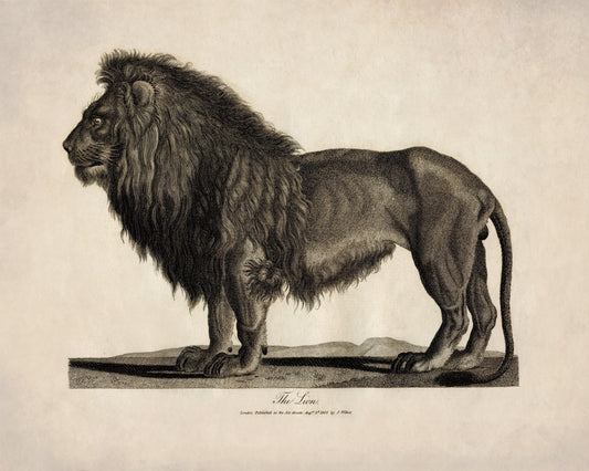 Lion - Antique Reproduction - dated 1805 - Wildlife - Natural History - Available Framed