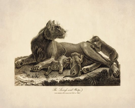 Lioness and Whelps - Antique Reproduction - dated 1805 - Wildlife - Natural History - Available Framed