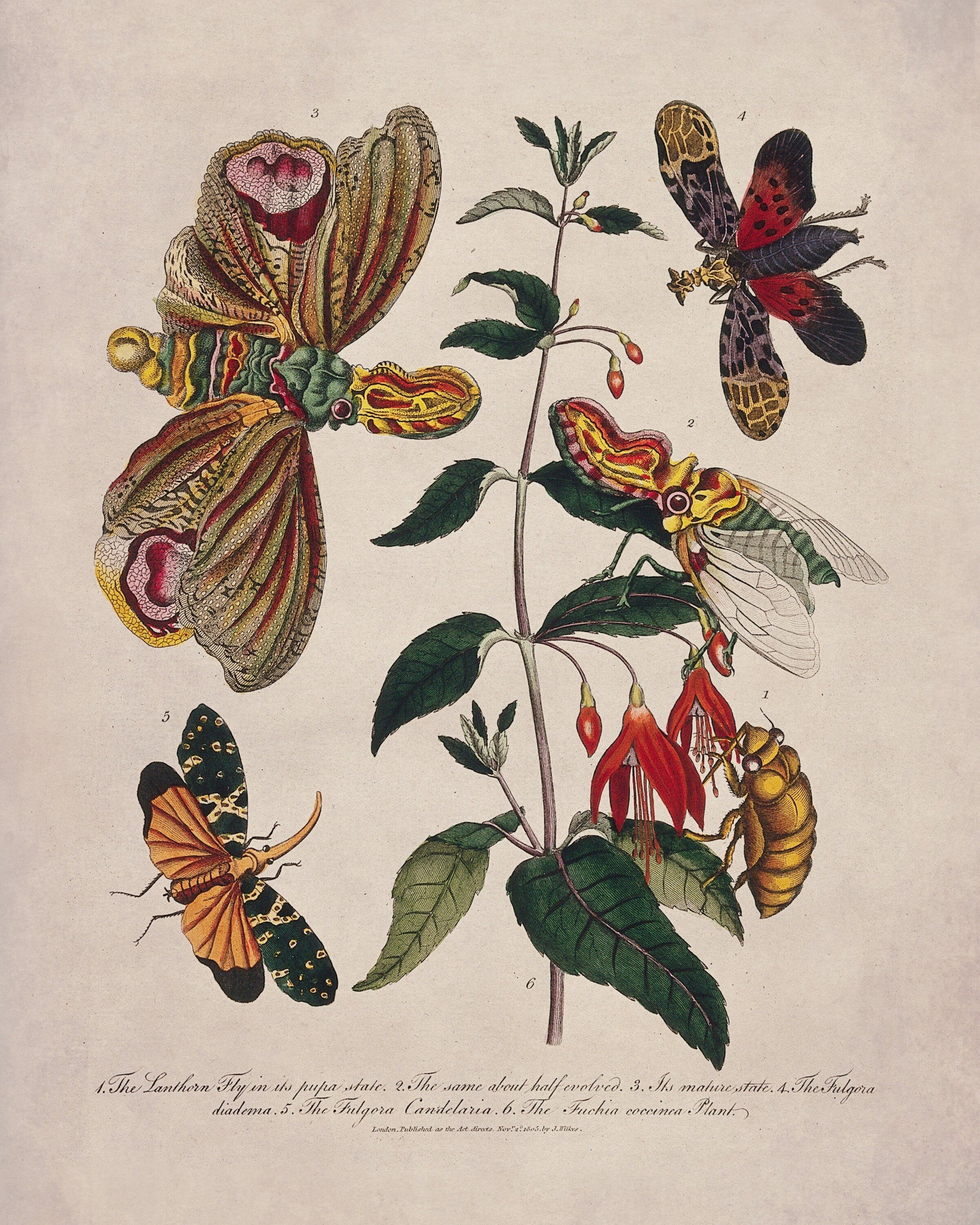 Lantern Fly (Fulgora) on a Flowering Fuchsia - Antique Reproduction - dated 1805 - Insect Art - Available Framed