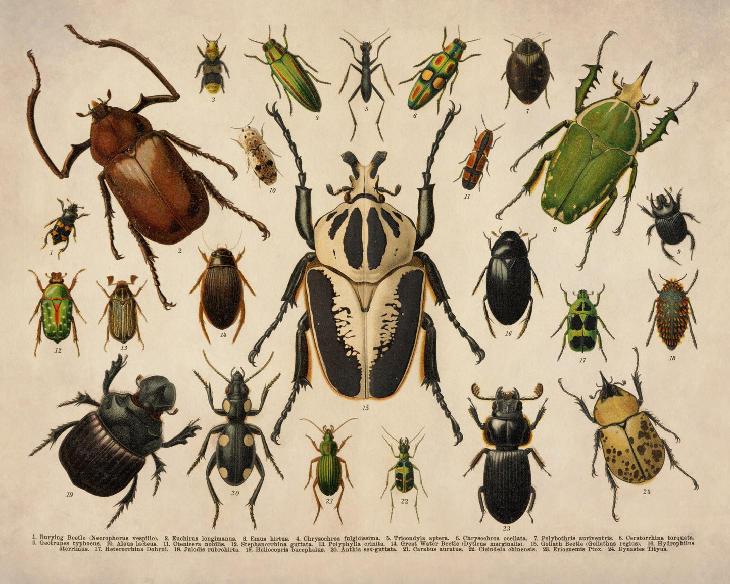 Beetles - Antique Reproduction - Entomology - Coleoptera - Insect Art - Natural History - Available Framed