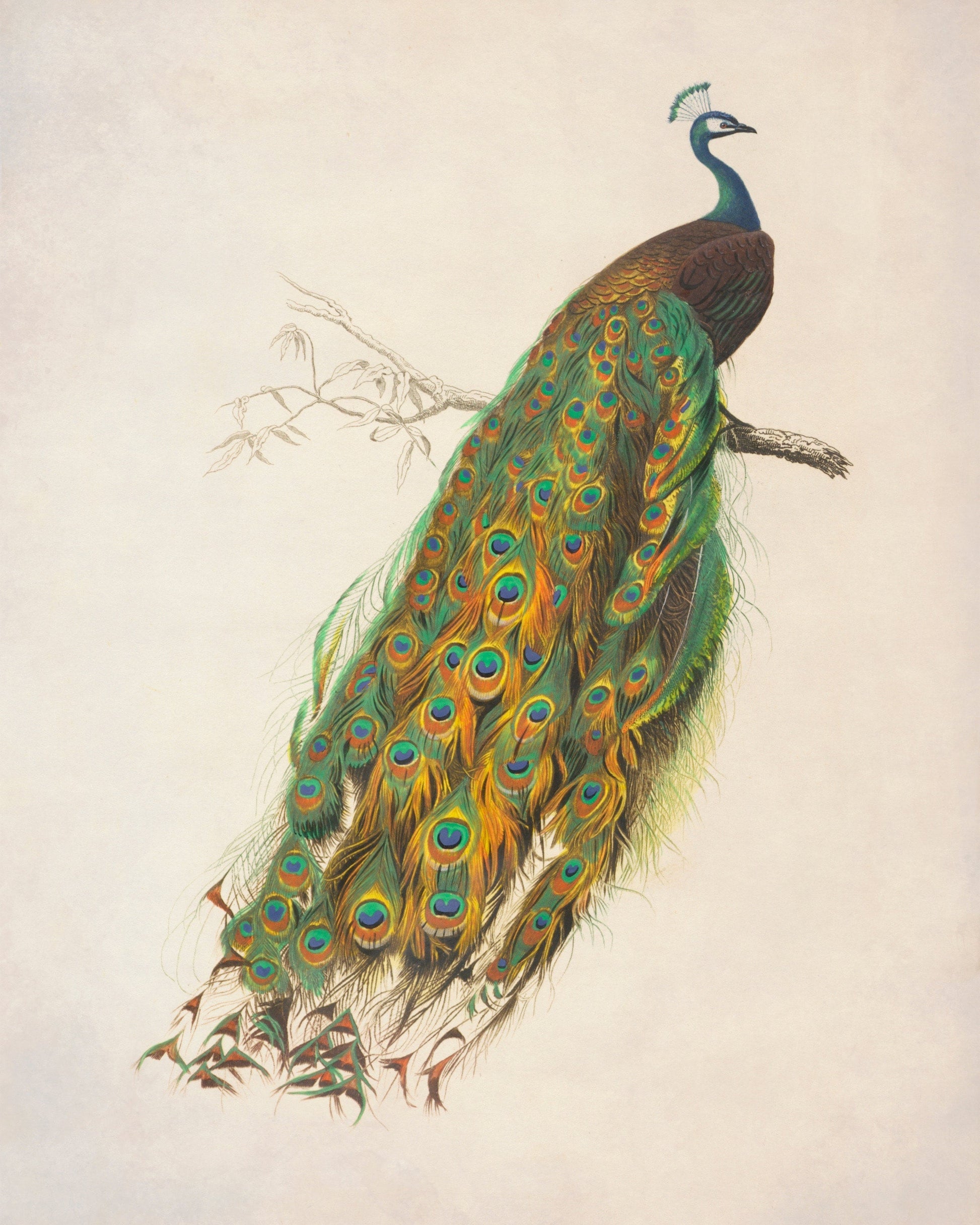 Indian Peafowl - Antique Reproduction - dated 1849 - Peacock - Blue Peafowl - Available Framed