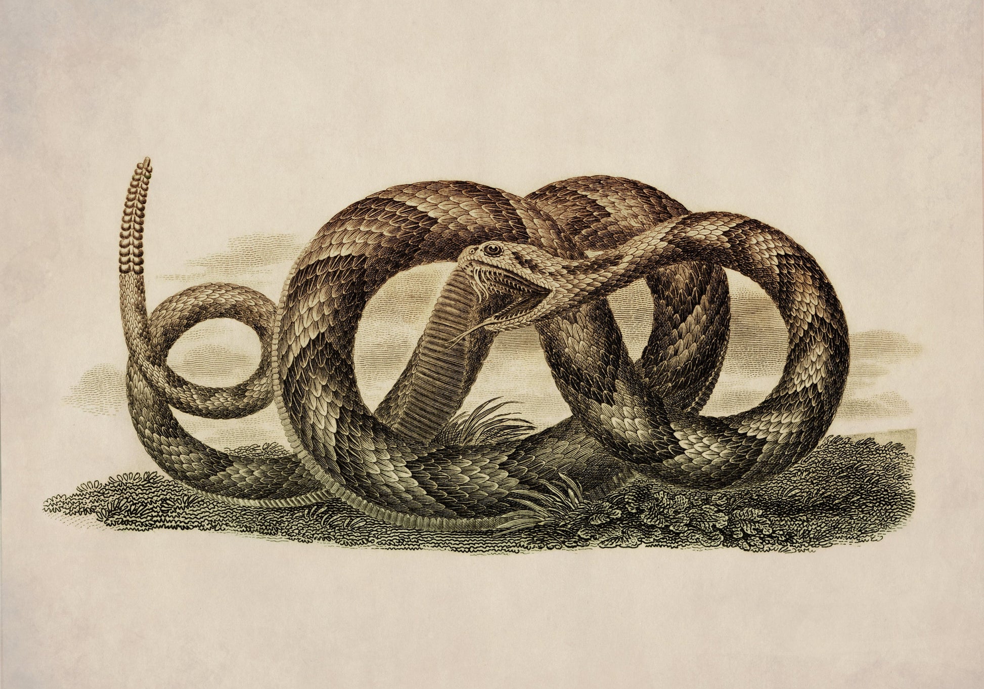 Banded Rattlesnake - Antique Reproduction - dated 1819 - Snake Art - Herpetology - Available Framed