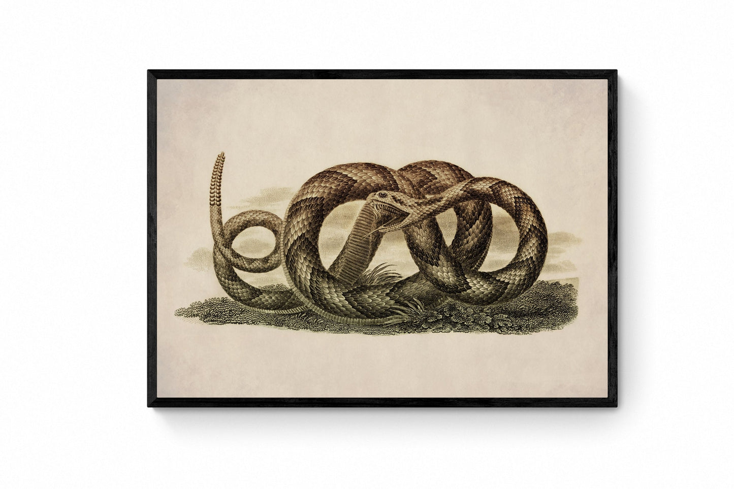 Banded Rattlesnake - Antique Reproduction - dated 1819 - Snake Art - Herpetology - Available Framed