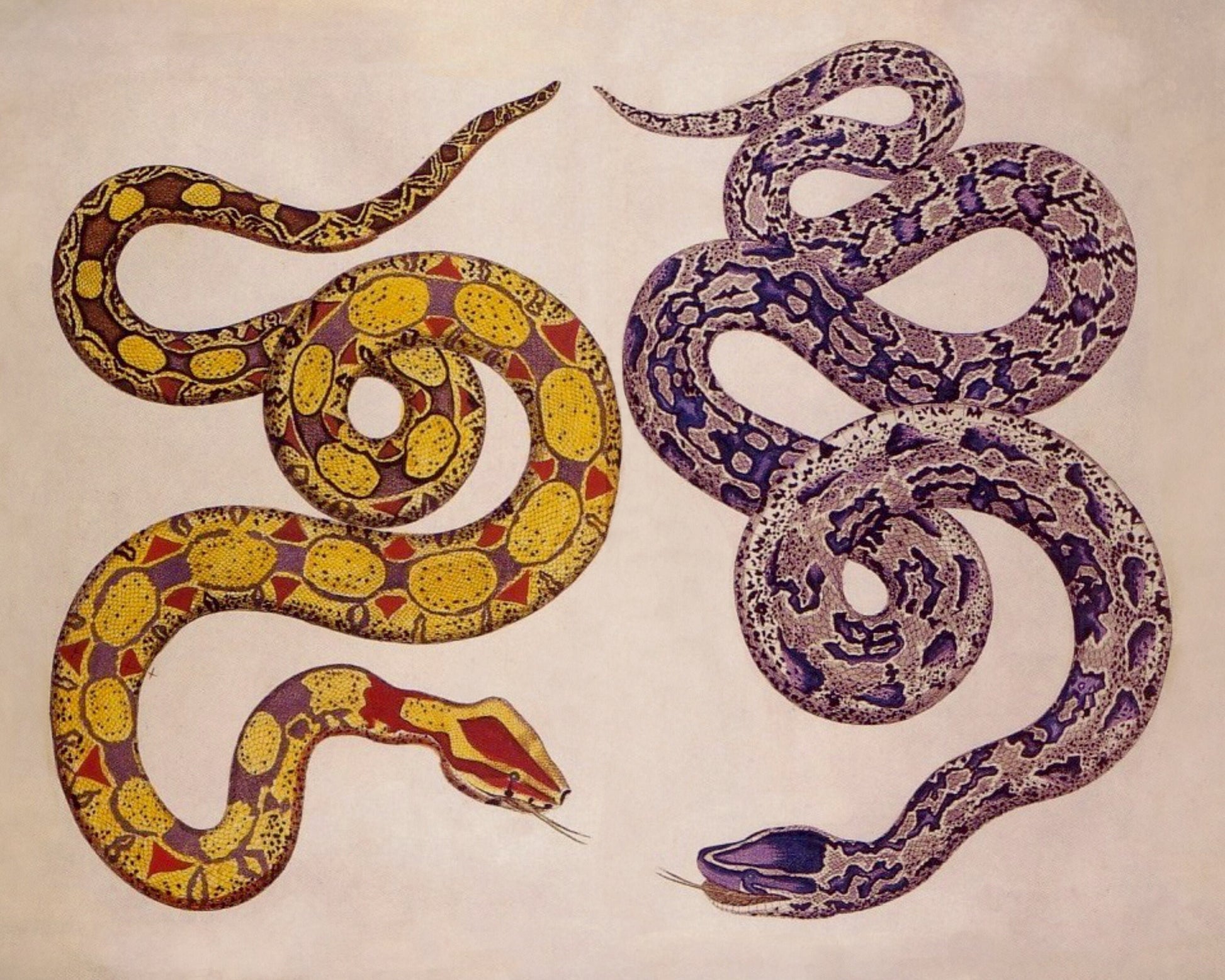 Snakes - Antique Reproduction - dated 1735 - Albertus Seba - Herpetology - Natural History - Available Framed