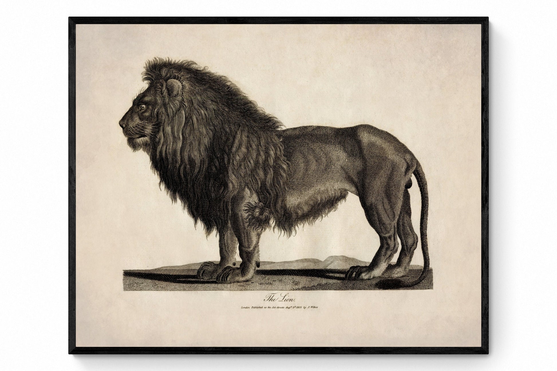 Lion - Antique Reproduction - dated 1805 - Wildlife - Natural History - Available Framed