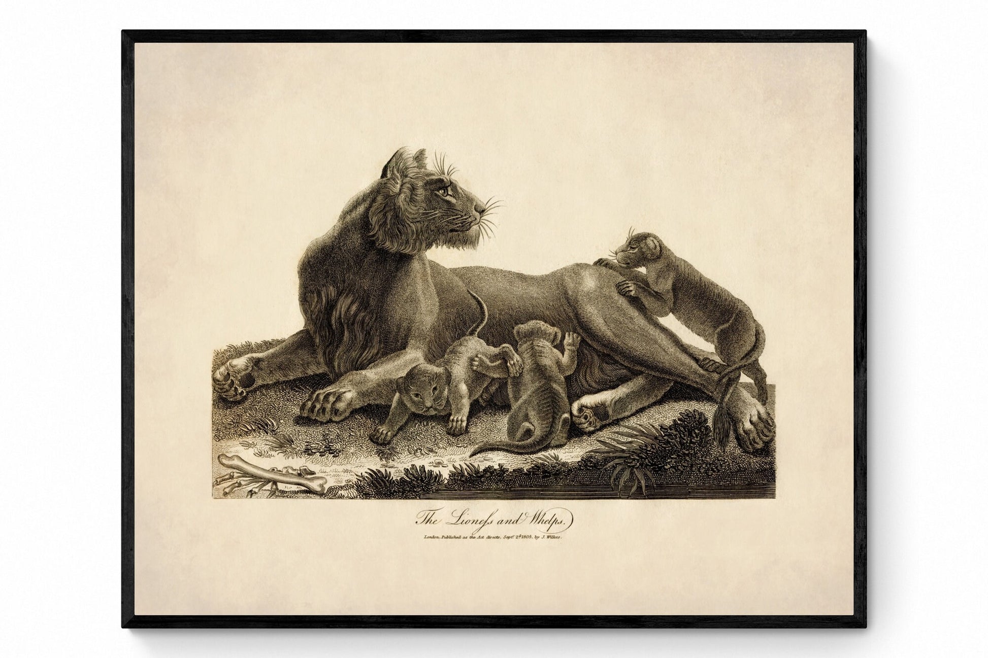 Lioness and Whelps - Antique Reproduction - dated 1805 - Wildlife - Natural History - Available Framed