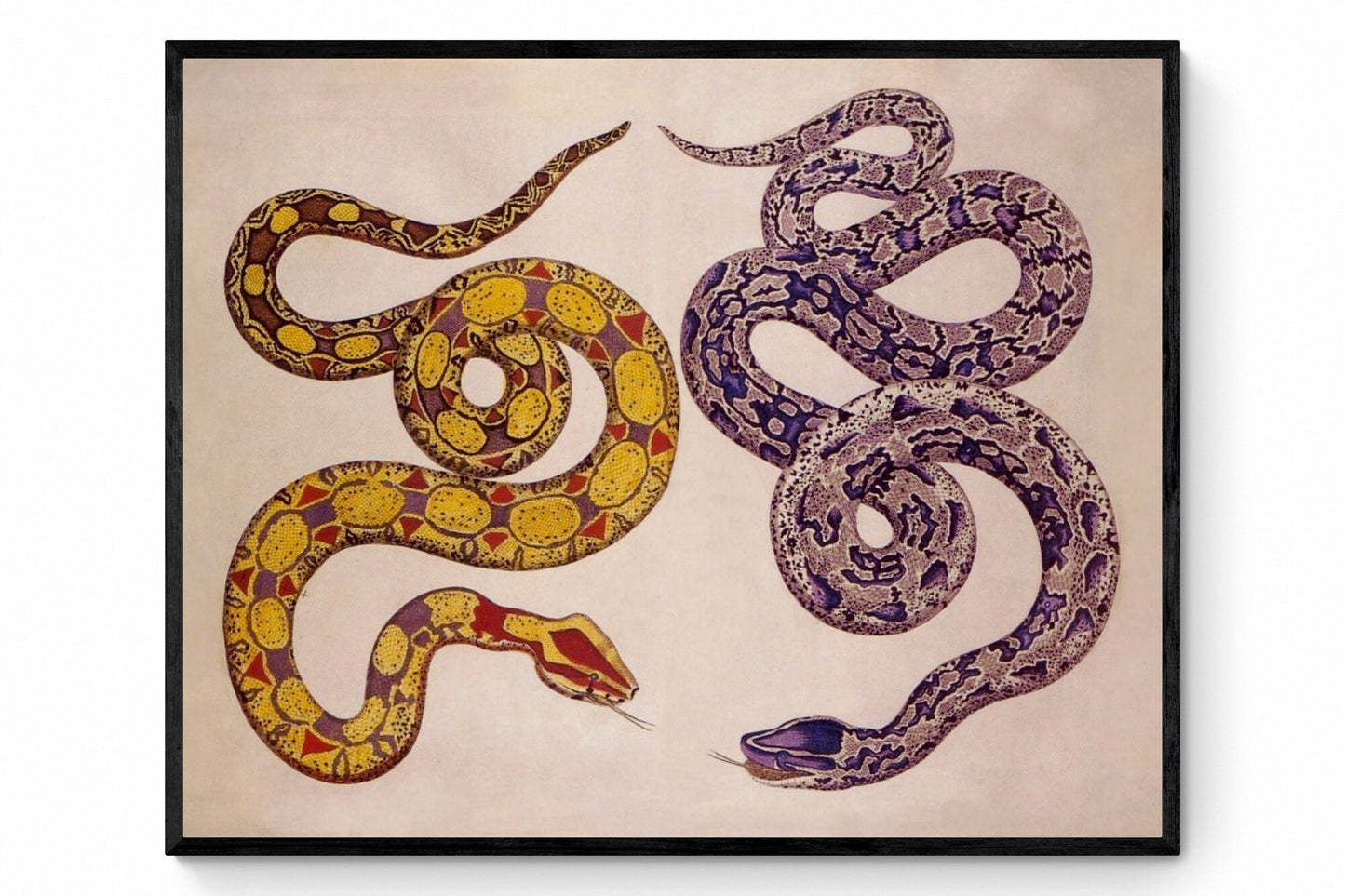 Snakes - Antique Reproduction - dated 1735 - Albertus Seba - Herpetology - Natural History - Available Framed