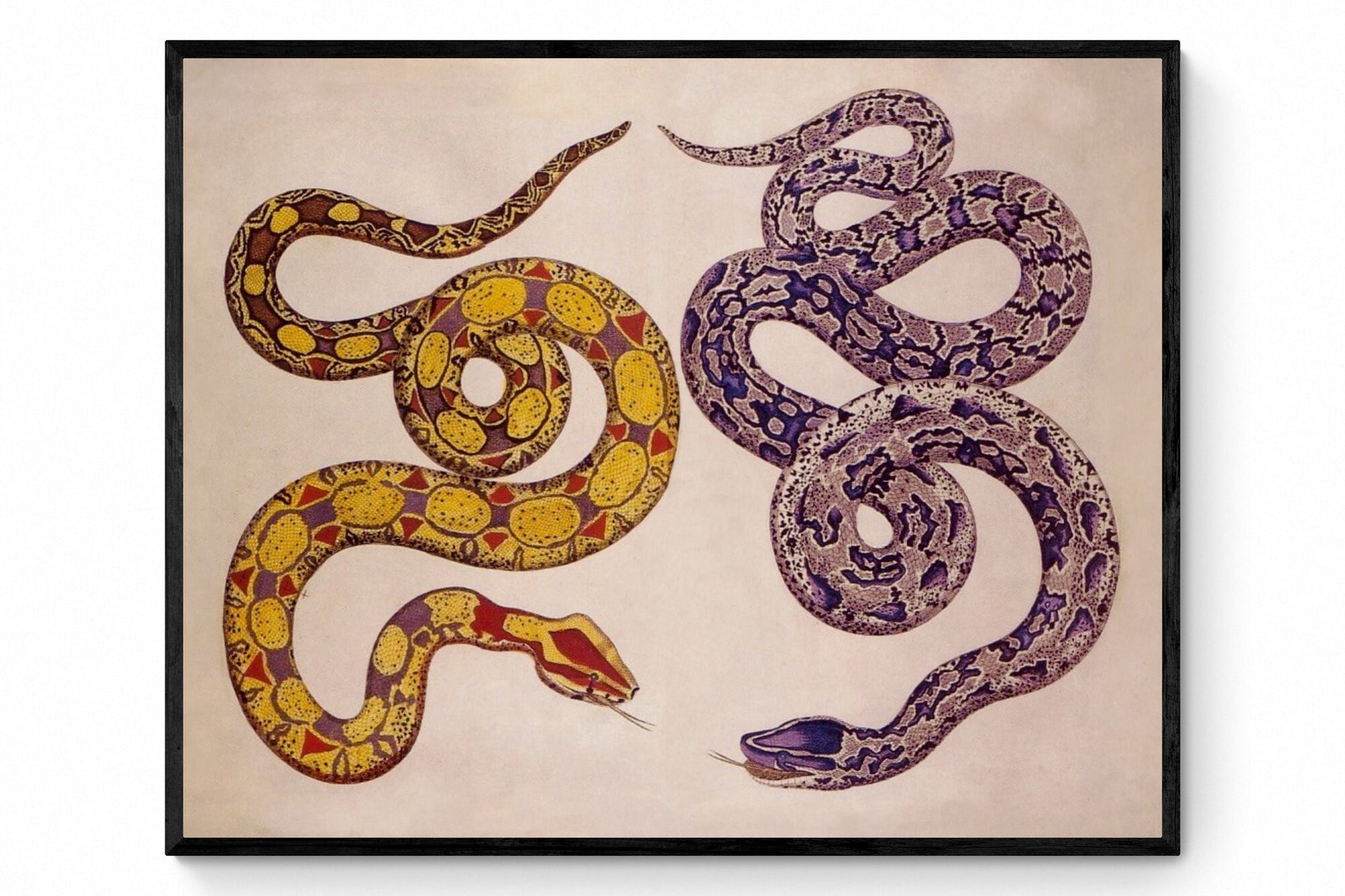 Snakes - Antique Reproduction - dated 1735 - Albertus Seba - Herpetology - Natural History - Available Framed