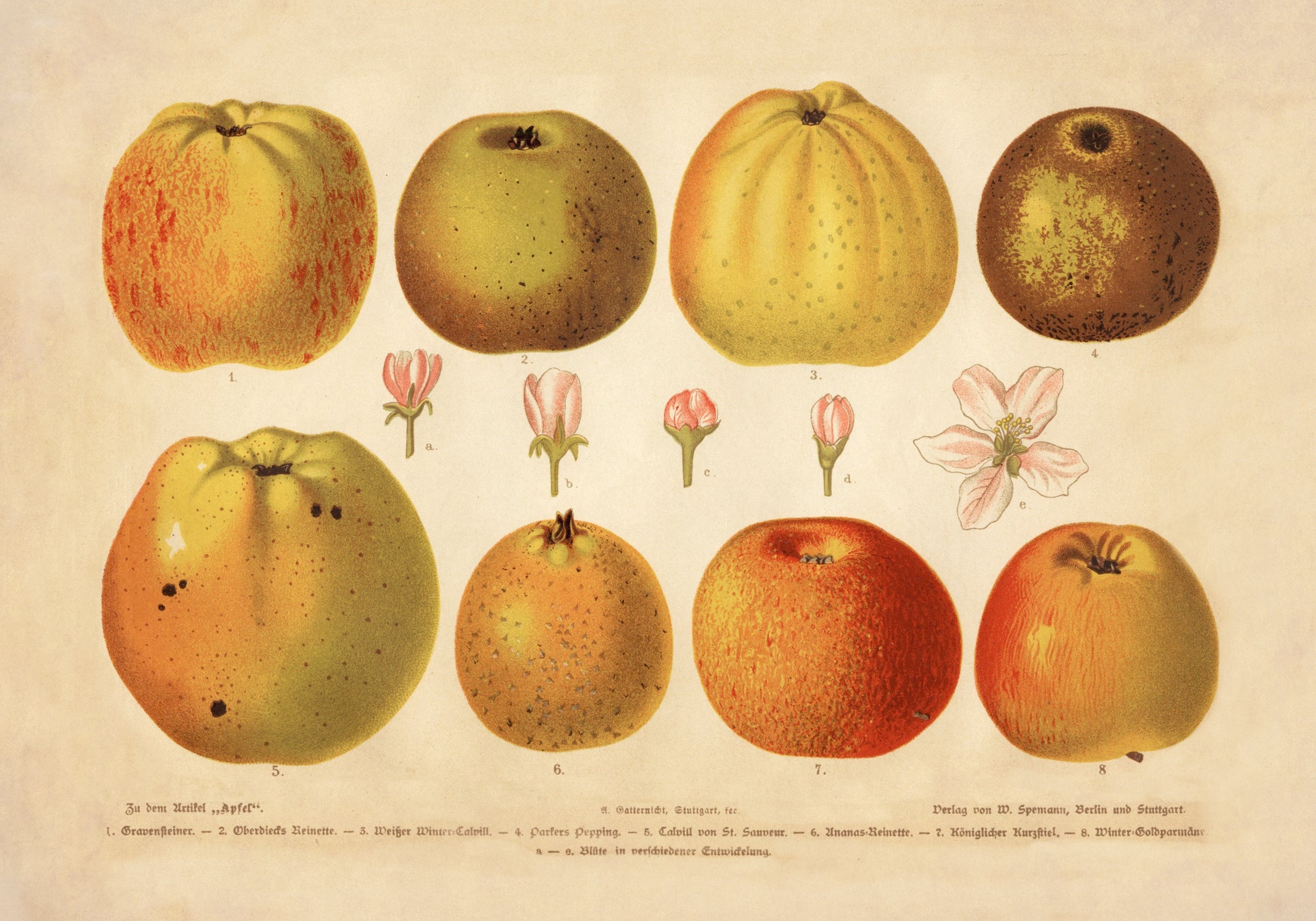 Apple Varieties Print - Antique Art Reproduction - Wall Decor - Fruit - Botanical Art - Botany - Available Framed