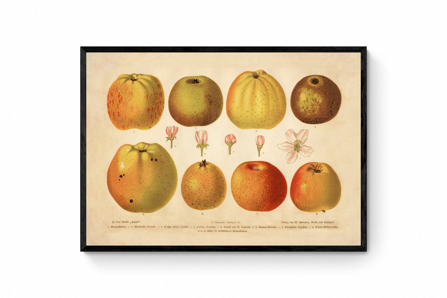 Apple Varieties Print - Antique Art Reproduction - Wall Decor - Fruit - Botanical Art - Botany - Available Framed