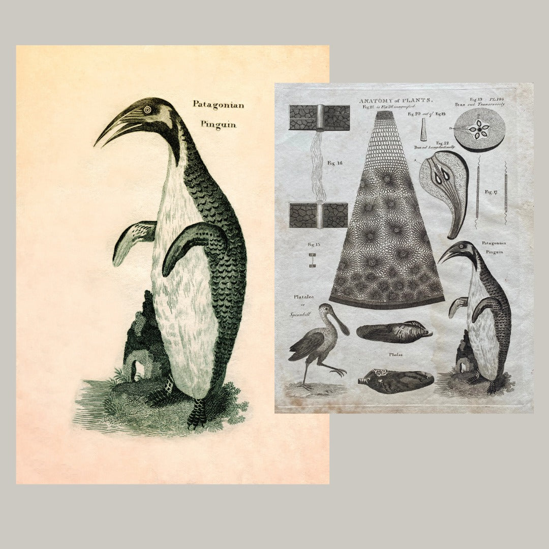 Patagonian Pinguin Print